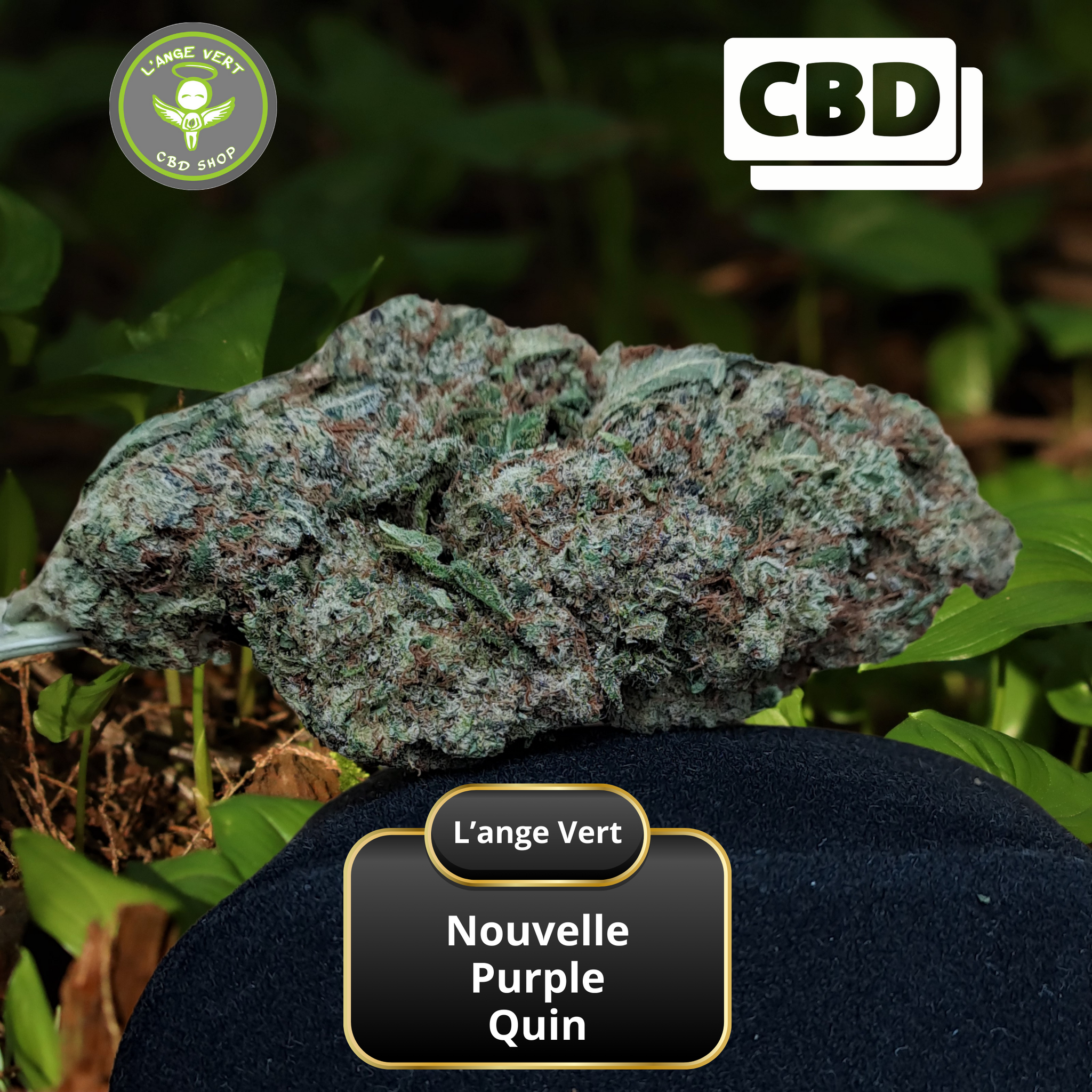 Purple Quin Indoor