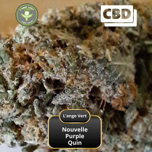 Purple Quin Indoor