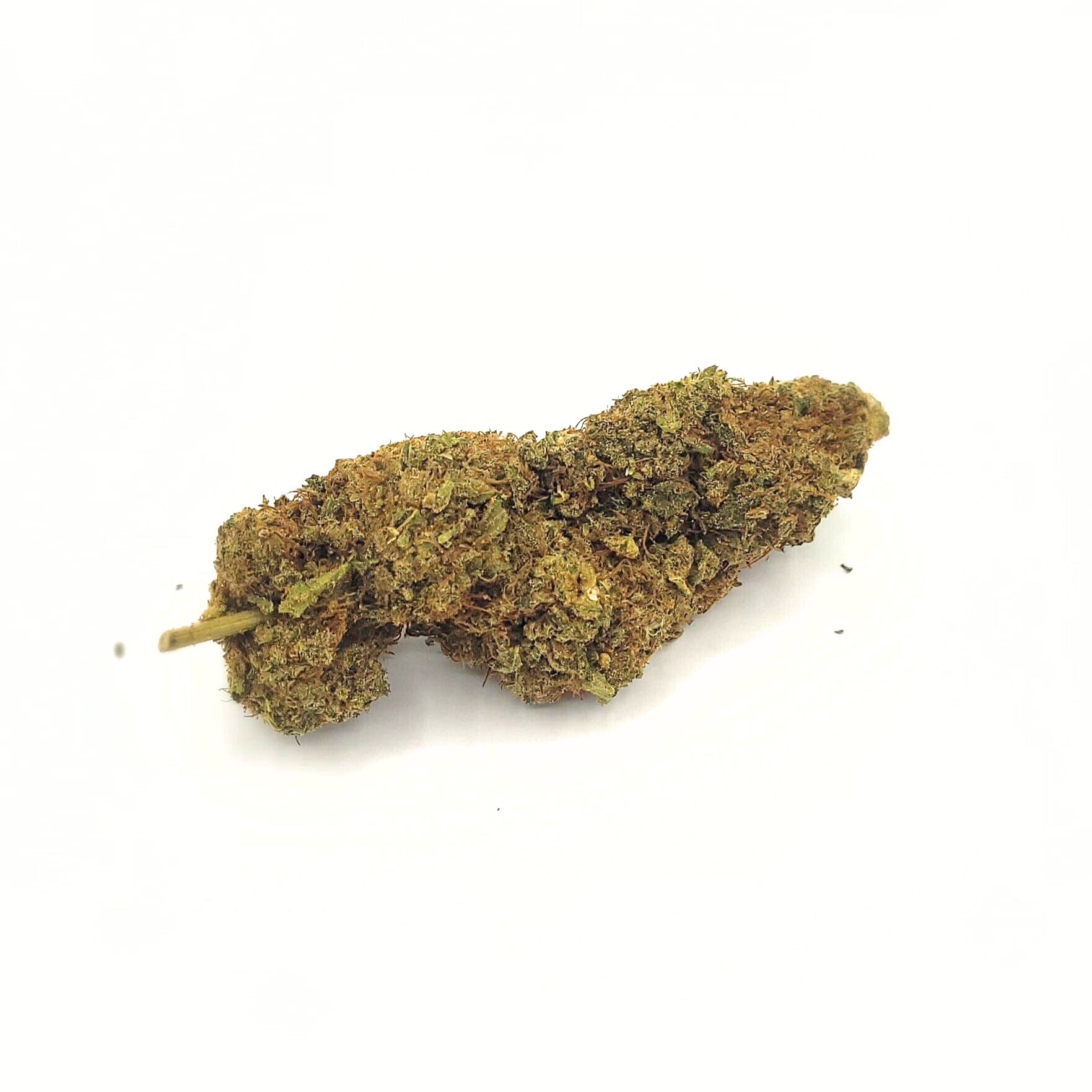 LA MOBY DICK CBD indoor