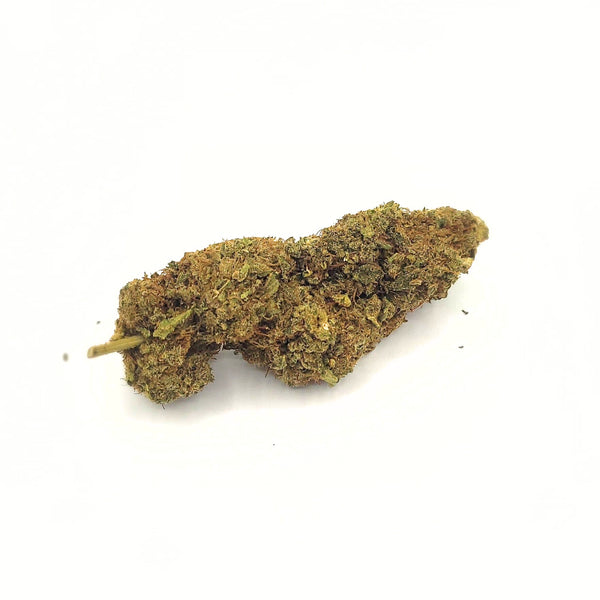 LA MOBY DICK CBD indoor