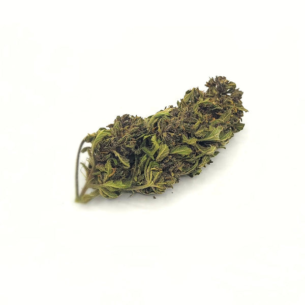 LA PURPLE HAZE CBD hybrid glasshouse