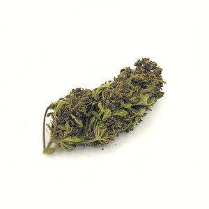LA PURPLE HAZE CBD hybrid glasshouse