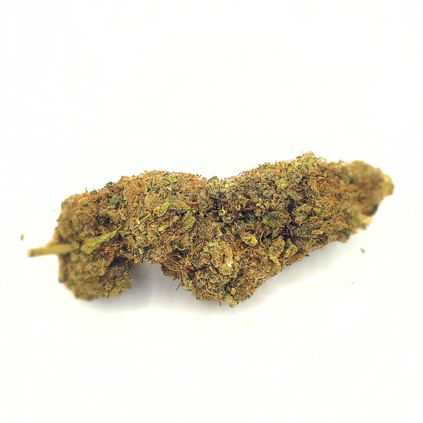 LA MOBY DICK CBD indoor